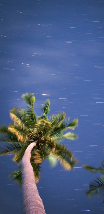 palm trees, blue sky Wallpaper 1440x2960