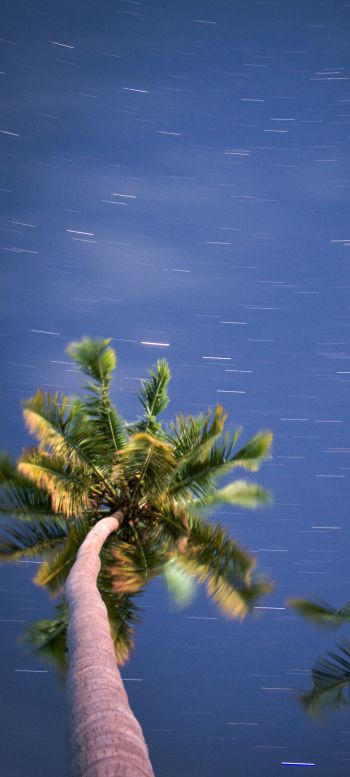 palm trees, blue sky Wallpaper 720x1600