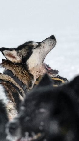Svalbard, pack of dogs Wallpaper 1440x2560