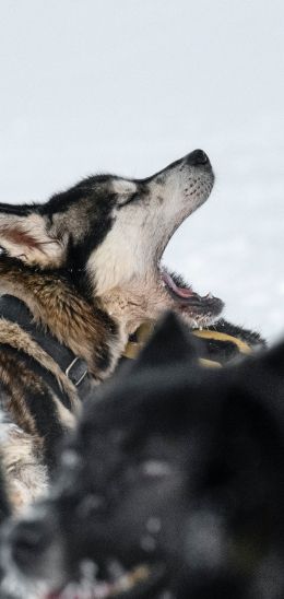 Svalbard, pack of dogs Wallpaper 1080x2280