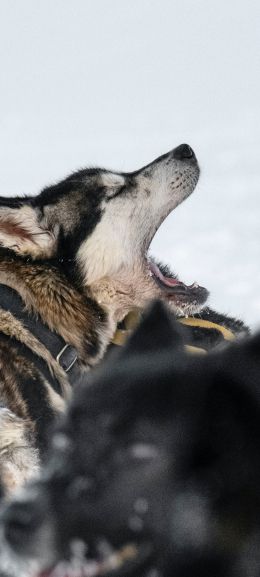 Svalbard, pack of dogs Wallpaper 1080x2400