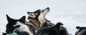 Svalbard, pack of dogs Wallpaper 3440x1440