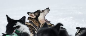 Svalbard, pack of dogs Wallpaper 2560x1080