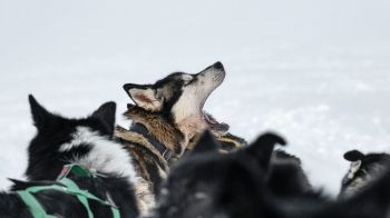 Svalbard, pack of dogs Wallpaper 2560x1440