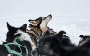 Svalbard, pack of dogs Wallpaper 2560x1600