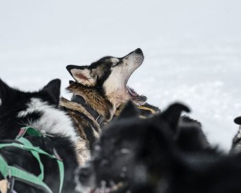 Svalbard, pack of dogs Wallpaper 1280x1024