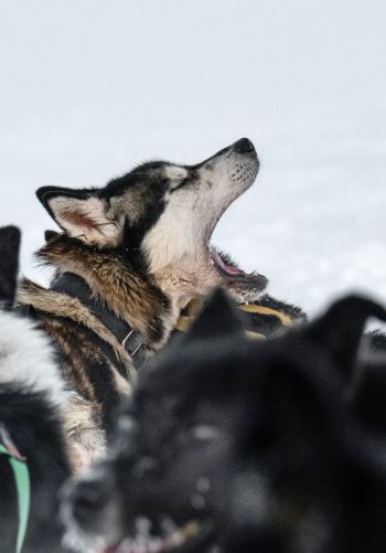 Svalbard, pack of dogs Wallpaper 1668x2388