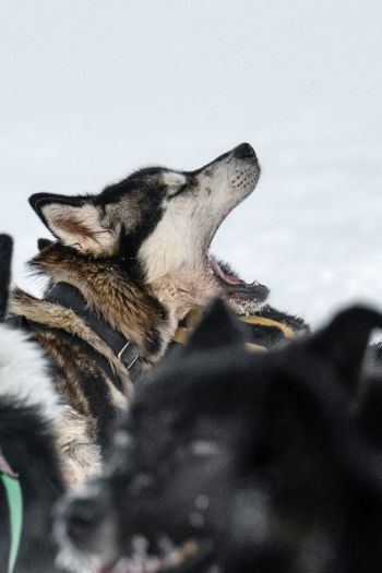 Svalbard, pack of dogs Wallpaper 640x960