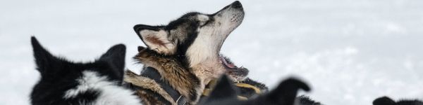 Svalbard, pack of dogs Wallpaper 1590x400
