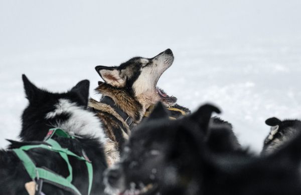 Svalbard, pack of dogs Wallpaper 5946x3855