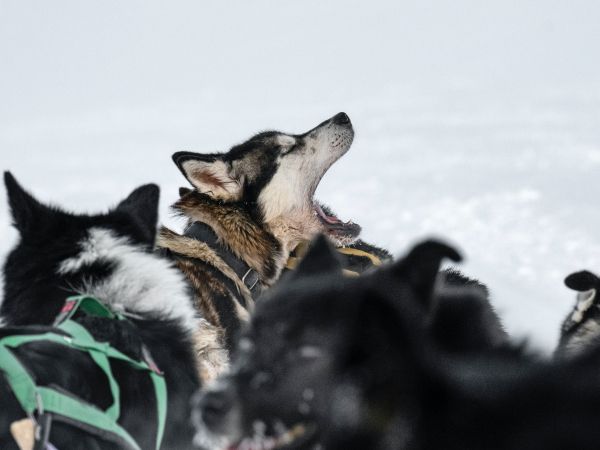 Svalbard, pack of dogs Wallpaper 800x600