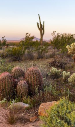 Arizona, USA, cacti Wallpaper 600x1024
