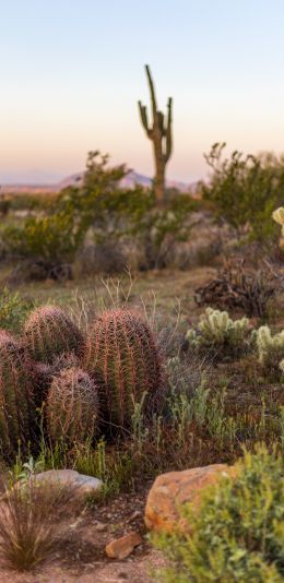 Arizona, USA, cacti Wallpaper 1440x2960