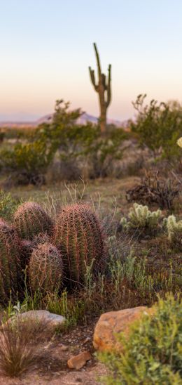 Arizona, USA, cacti Wallpaper 720x1520
