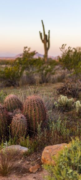 Arizona, USA, cacti Wallpaper 1080x2400