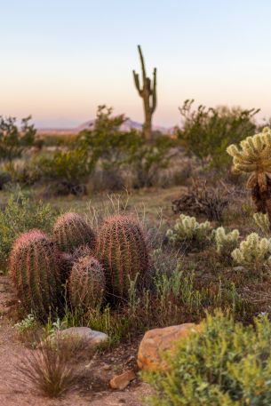 Arizona, USA, cacti Wallpaper 3648x5472