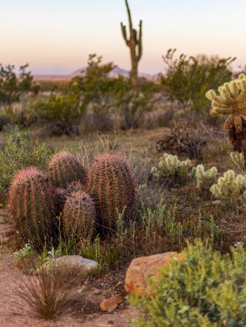 Arizona, USA, cacti Wallpaper 1668x2224