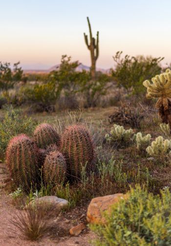 Arizona, USA, cacti Wallpaper 1668x2388