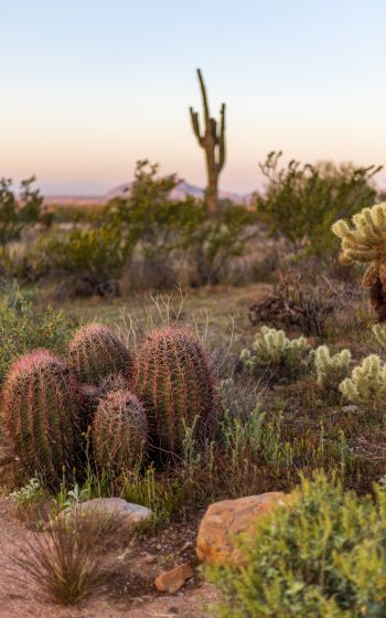 Arizona, USA, cacti Wallpaper 1600x2560