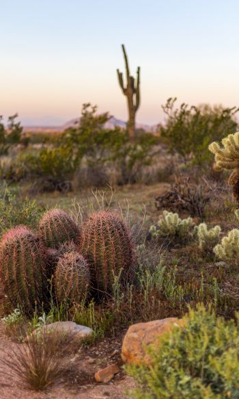 Arizona, USA, cacti Wallpaper 1200x2000