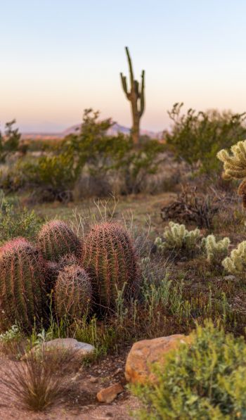 Arizona, USA, cacti Wallpaper 600x1024