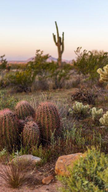 Arizona, USA, cacti Wallpaper 1080x1920