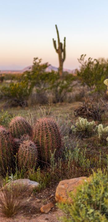 Arizona, USA, cacti Wallpaper 1080x2220