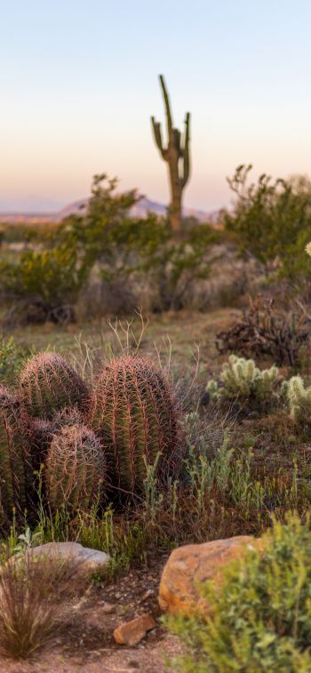 Arizona, USA, cacti Wallpaper 1284x2778