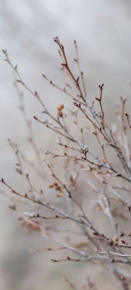 plant, branches, bush Wallpaper 720x1600