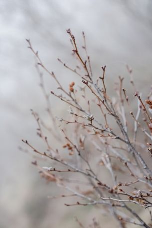 plant, branches, bush Wallpaper 640x960