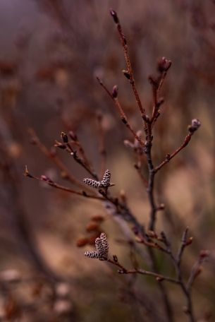 branches, kidneys, spring Wallpaper 4724x7077