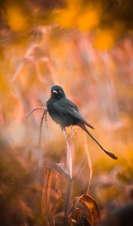 bird, in the reeds Wallpaper 600x1024