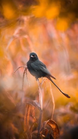 bird, in the reeds Wallpaper 1440x2560