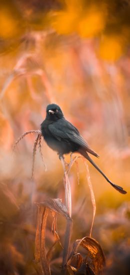 bird, in the reeds Wallpaper 720x1520