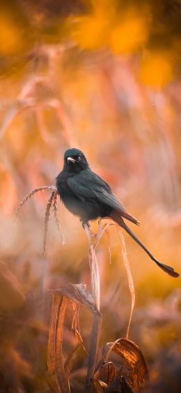 bird, in the reeds Wallpaper 1080x2340