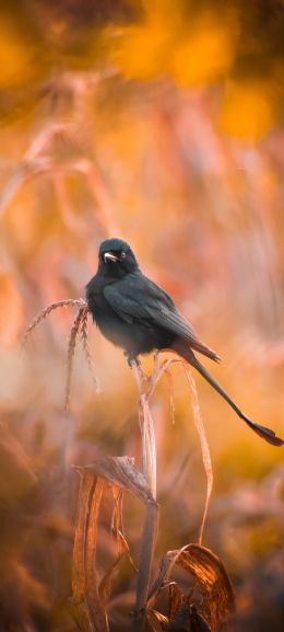 bird, in the reeds Wallpaper 1080x2400