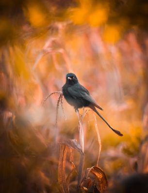 bird, in the reeds Wallpaper 2411x3155