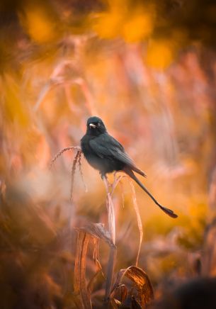 bird, in the reeds Wallpaper 1668x2388