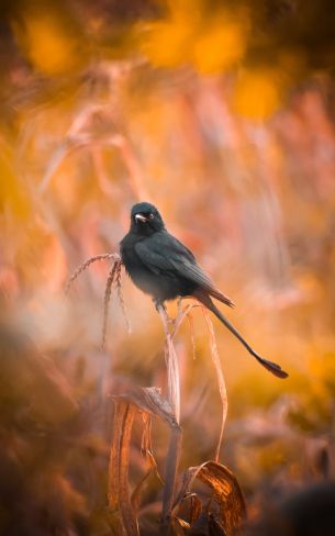 bird, in the reeds Wallpaper 1600x2560