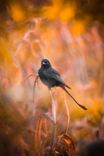 bird, in the reeds Wallpaper 640x960
