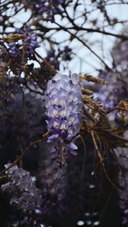 plant, flowers, bunch of flowers Wallpaper 640x1136