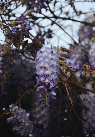 plant, flowers, bunch of flowers Wallpaper 1640x2360