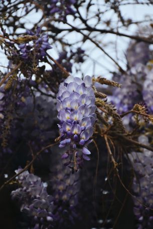 plant, flowers, bunch of flowers Wallpaper 640x960