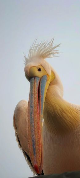 Обои 1440x3200 Намибия, пеликан, птица