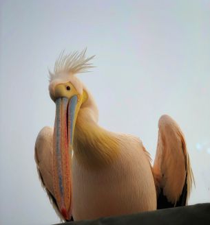 Обои 3024x3256 Намибия, пеликан, птица