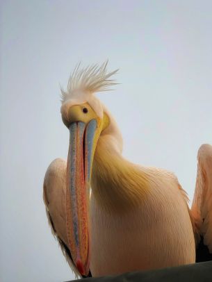 Обои 2048x2732 Намибия, пеликан, птица