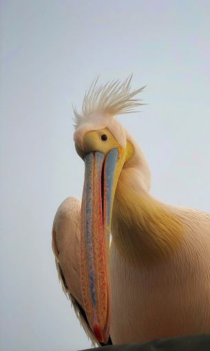 Namibia, pelican, bird Wallpaper 1200x2000