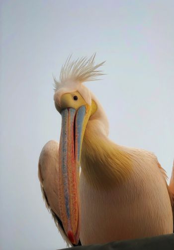 Namibia, pelican, bird Wallpaper 1640x2360