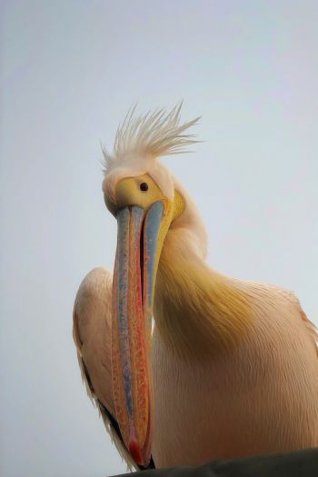 Namibia, pelican, bird Wallpaper 640x960