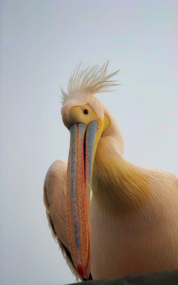 Namibia, pelican, bird Wallpaper 1752x2800